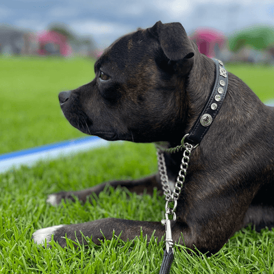 Staffordshire Bull Terrier Show Half Check Collar & Leash Set