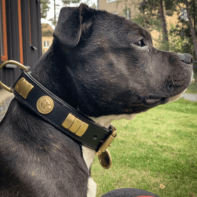 Staffordshire Bull Terrier 1935® Läderhalsband & Koppel Set - Diplomat - Svart/Guld