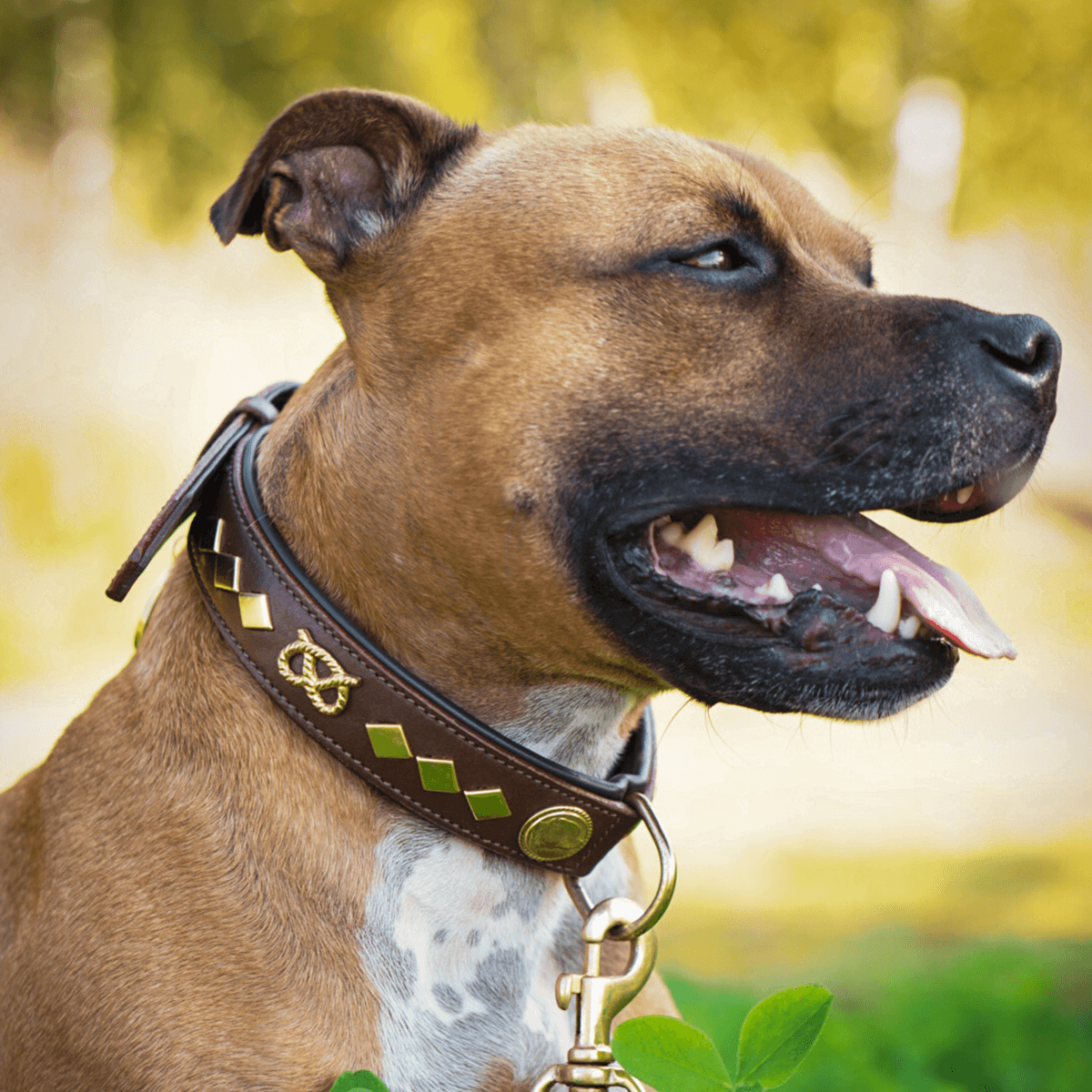 Staffordshire Bull Terrier 1935® Läderhalsband & Koppel Set - Gentleman Jim - Brun/Guld
