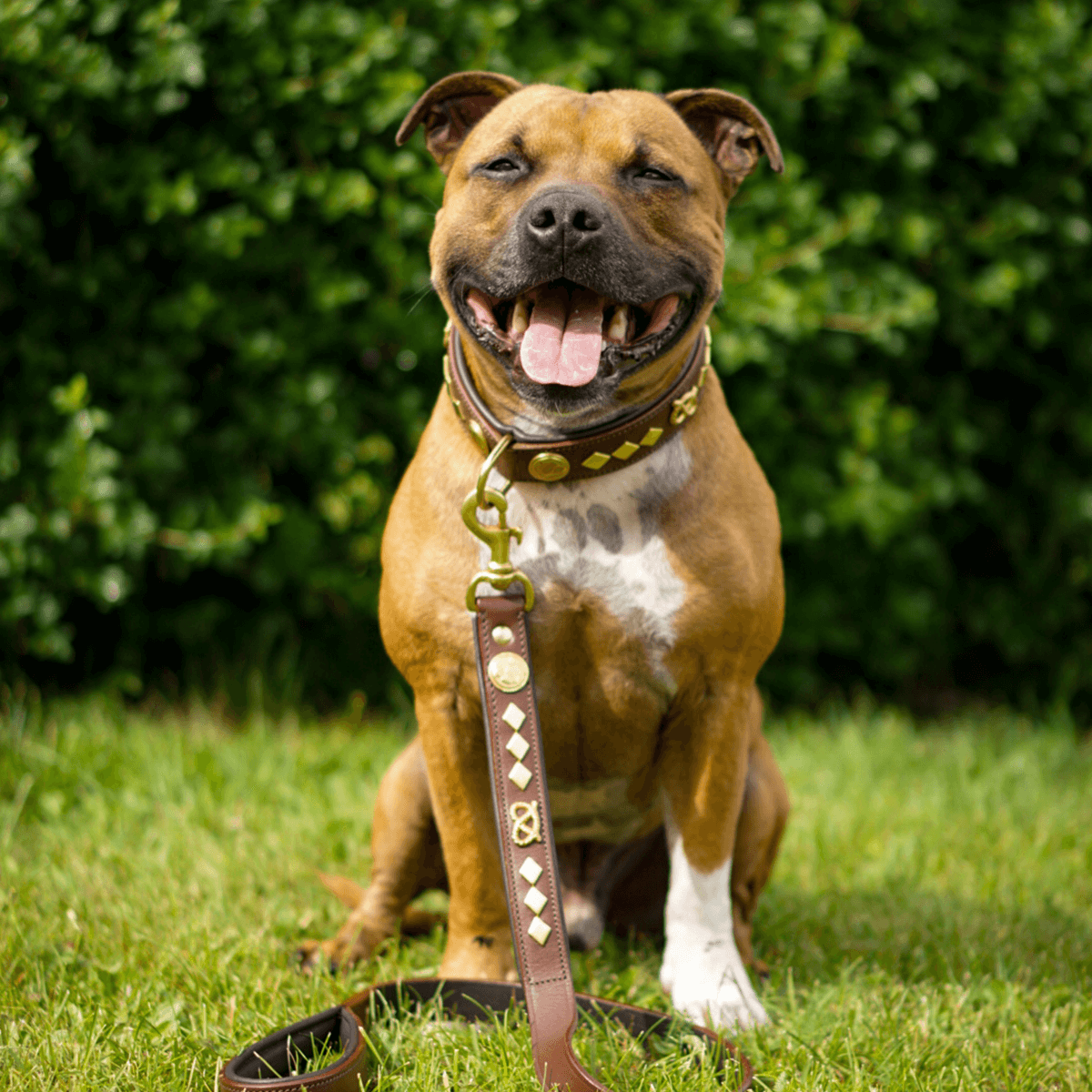 Staffordshire Bull Terrier 1935® Läderhalsband & Koppel Set - Gentleman Jim - Brun/Guld