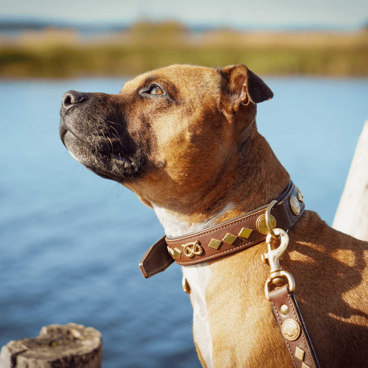 Staffordshire Bull Terrier 1935® Läderhalsband & Koppel Set - Gentleman Jim - Brun/Guld