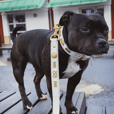 Staffordshire Bull Terrier 1935® Läderhalsband & Koppel Set - Gladiator - Vit/Guld
