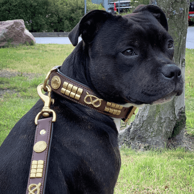 Staffordshire Bull Terrier 1935® Läderhalsband & Koppel Set - Jefferson - Brun/Guld