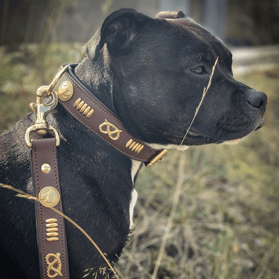 Staffordshire Bull Terrier 1935® Läderhalsband & Koppel Set - Gladiator - Brun/Guld