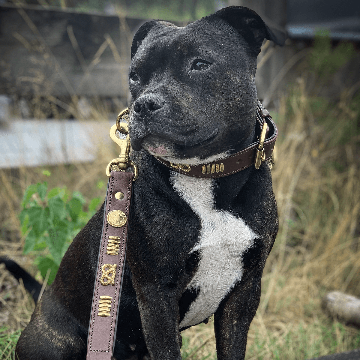 Staffordshire Bull Terrier 1935® Läderhalsband & Koppel Set - Gladiator - Brun/Guld
