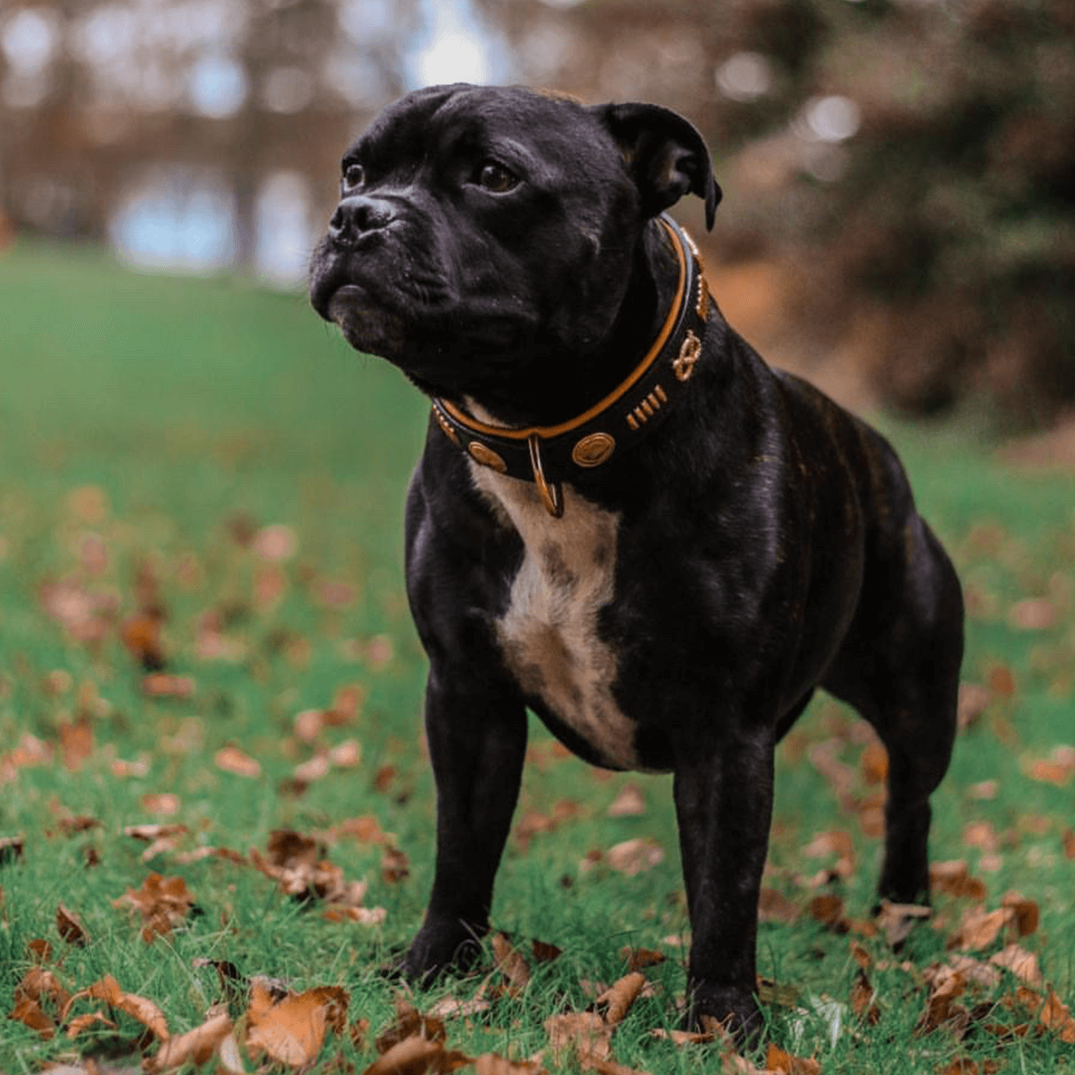 Staffordshire Bull Terrier 1935® Läderhalsband & Koppel Set - Gladiator - Svart/Roséguld