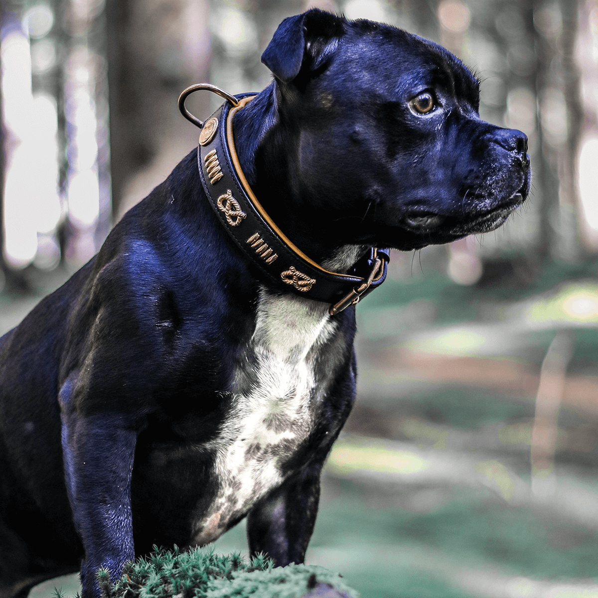 Staffordshire Bull Terrier 1935® Läderhalsband & Koppel Set - Gladiator - Svart/Roséguld