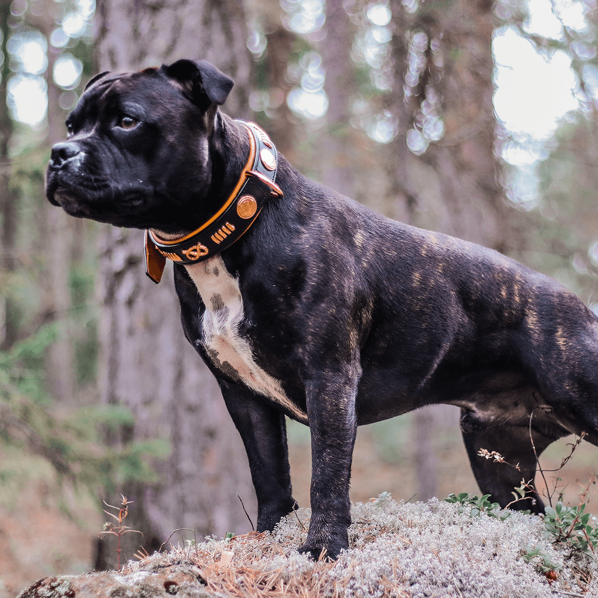Staffordshire Bull Terrier 1935® Läderhalsband & Koppel Set - Gladiator - Svart/Roséguld