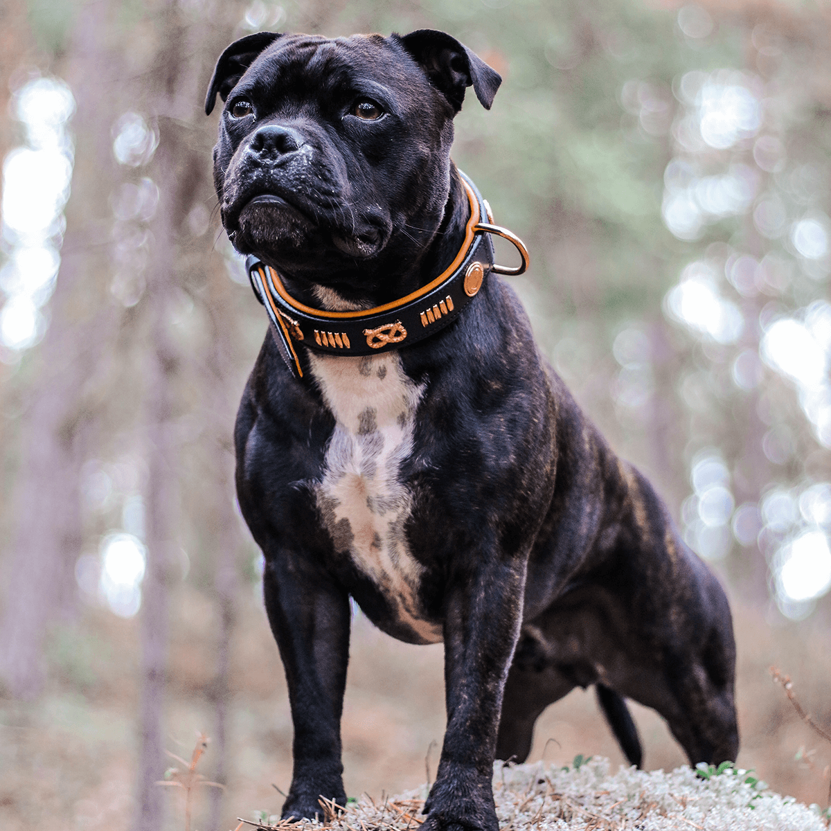 Staffordshire Bull Terrier 1935® Läderhalsband & Koppel Set - Gladiator - Svart/Roséguld