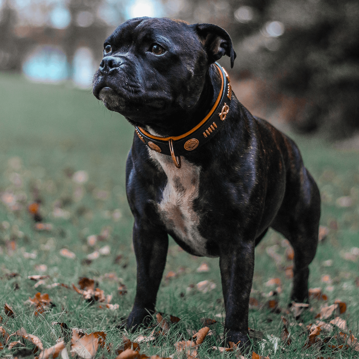 Staffordshire Bull Terrier 1935® Läderhalsband & Koppel Set - Gladiator - Svart/Roséguld