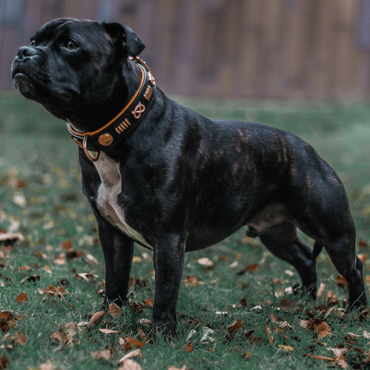 Staffordshire Bull Terrier 1935® Läderhalsband & Koppel Set - Gladiator - Svart/Roséguld