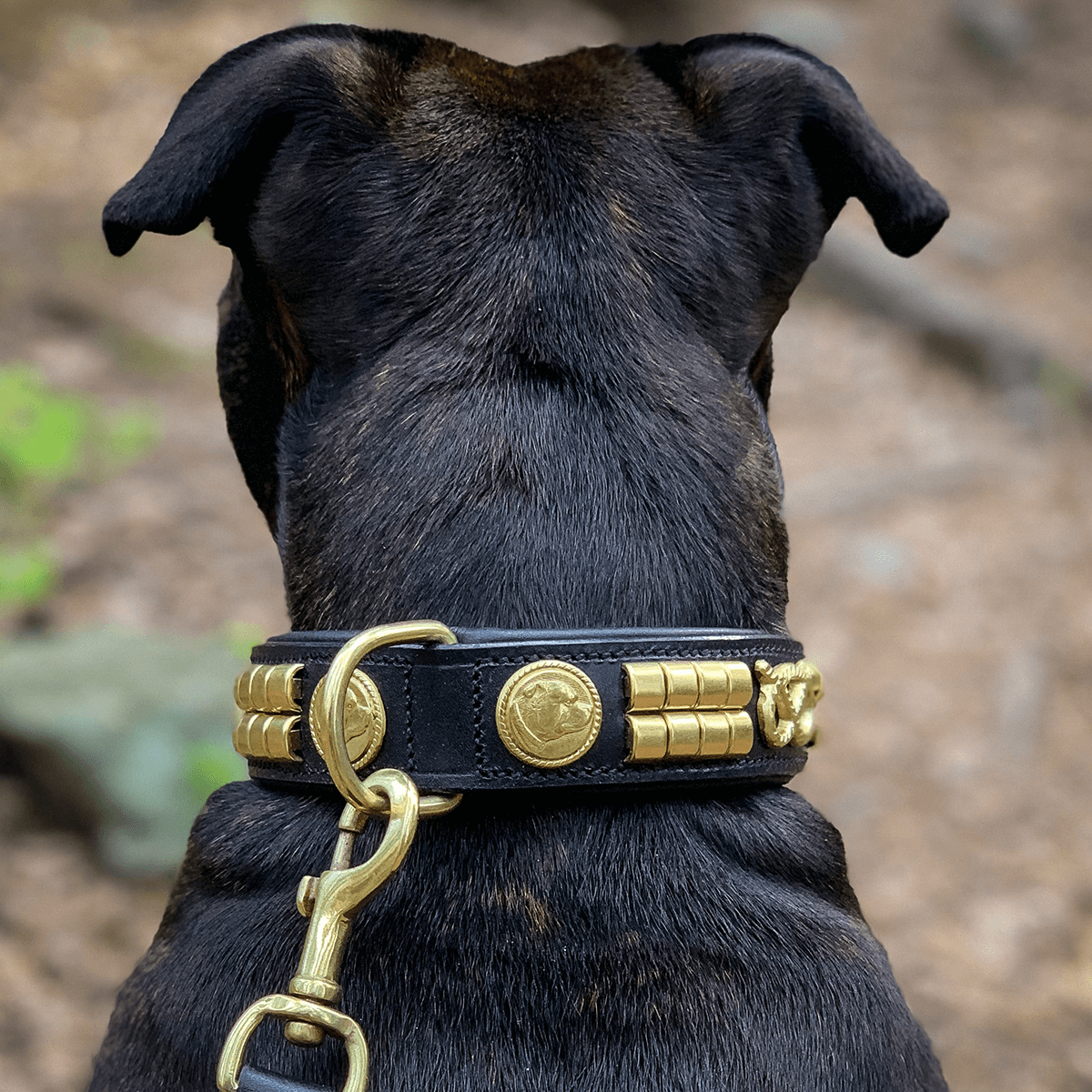 Staffordshire Bull Terrier 1935® Läderhalsband & Koppel Set - Jefferson - Svart/Guld