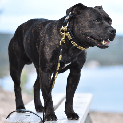 Staffordshire Bull Terrier 1935® Läderhalsband & Koppel Set - Jefferson - Svart/Guld