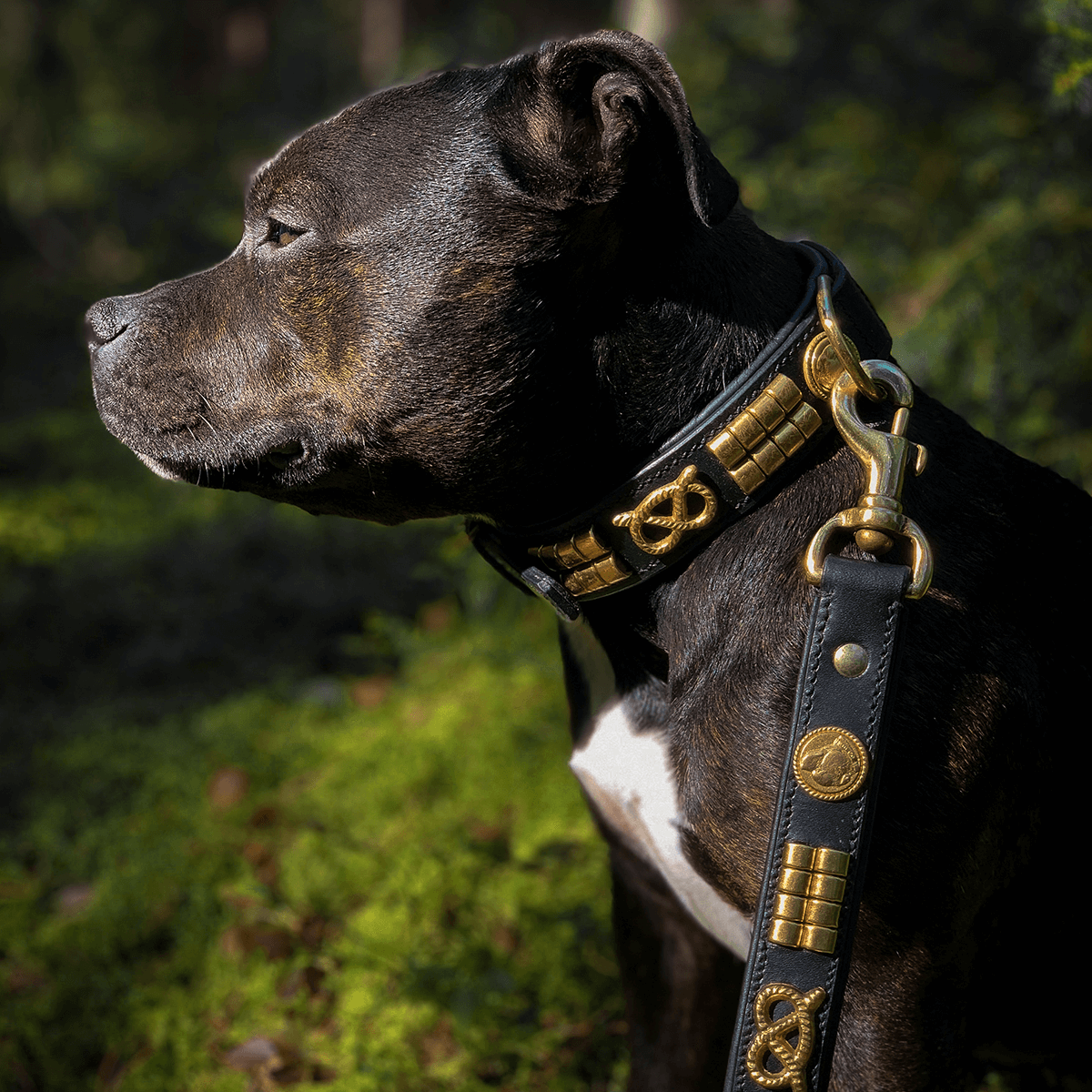 Staffordshire Bull Terrier 1935® Läderhalsband & Koppel Set - Jefferson - Svart/Guld