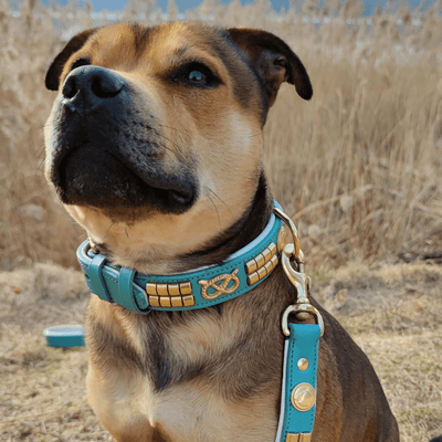 Staffordshire Bull Terrier 1935® Läderhalsband & Koppel Set - Jefferson - Turkos/guld