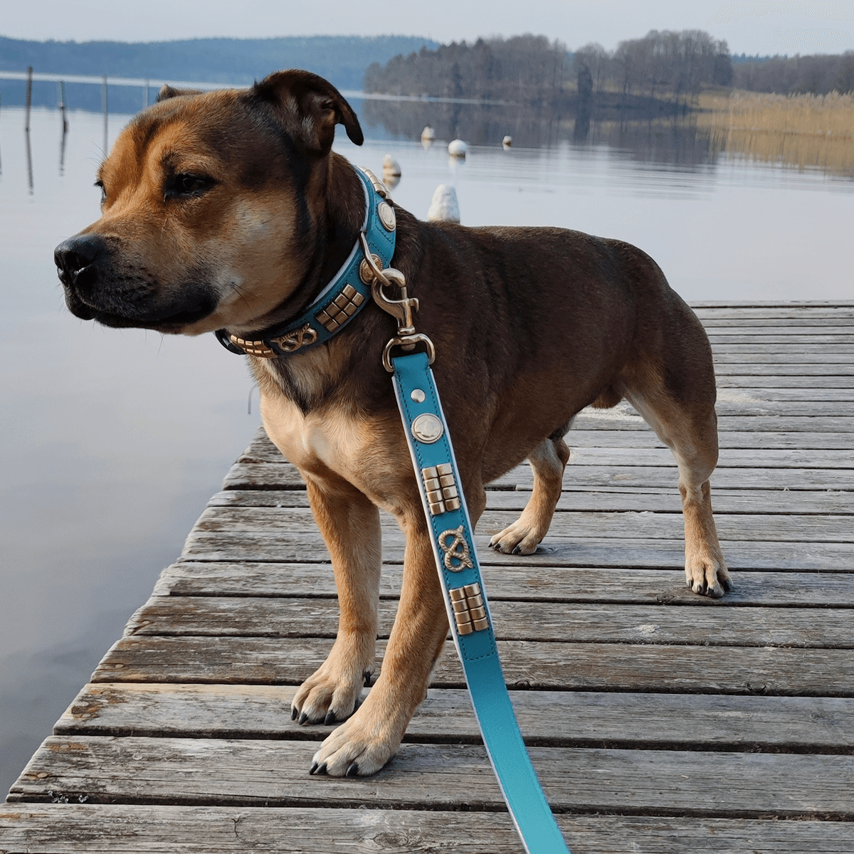 Staffordshire Bull Terrier 1935® Läderhalsband & Koppel Set - Jefferson - Turkos/guld