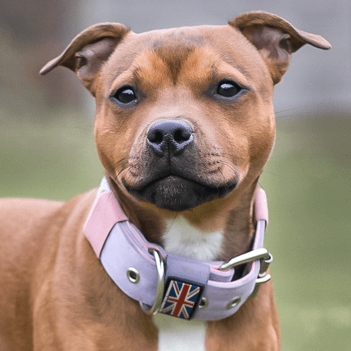 Padded Nylon Collar Staffordshire Bull Terrier 1935®