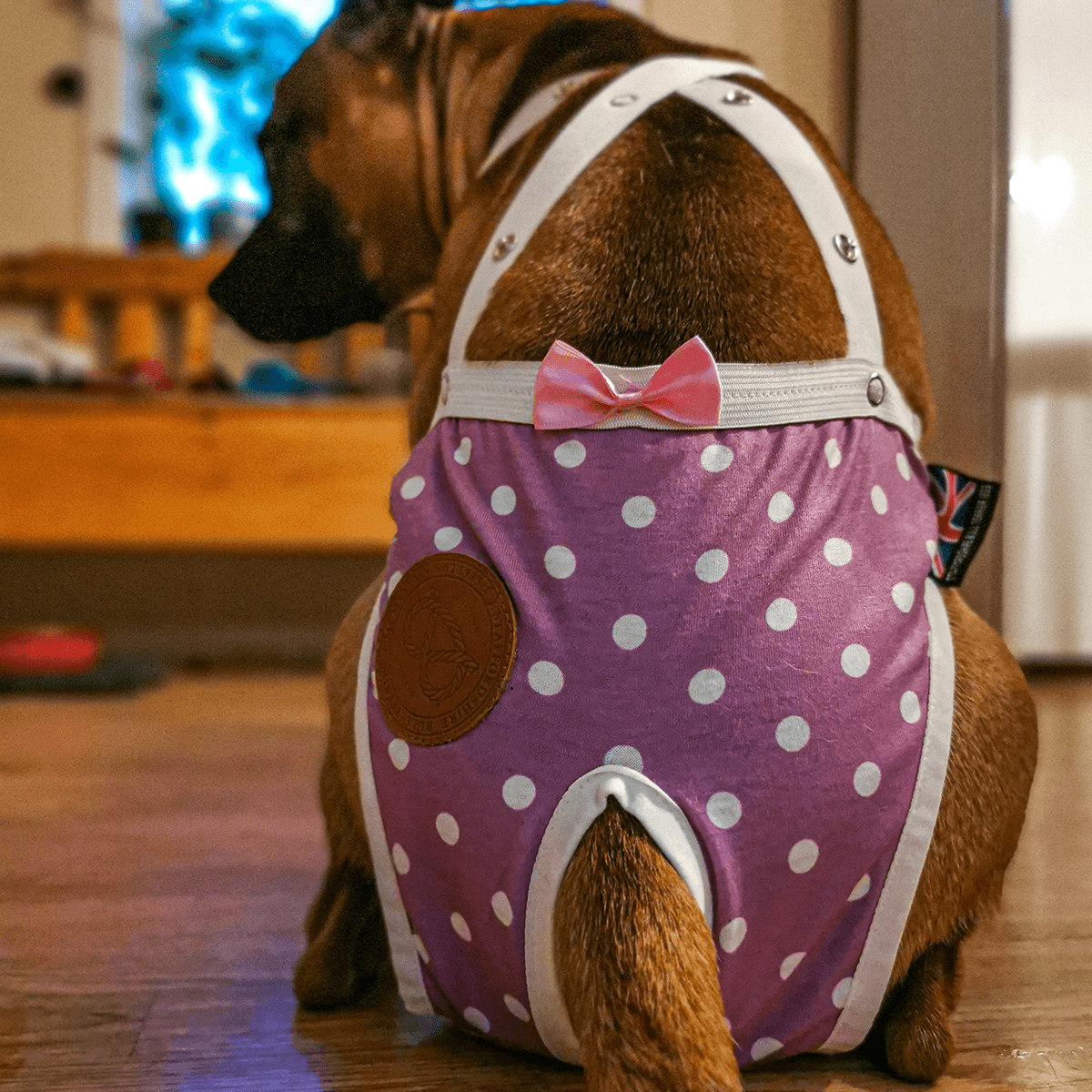 Staffordshire Bull Terrier 1935® Tikskydd med Hängslen - Daisy