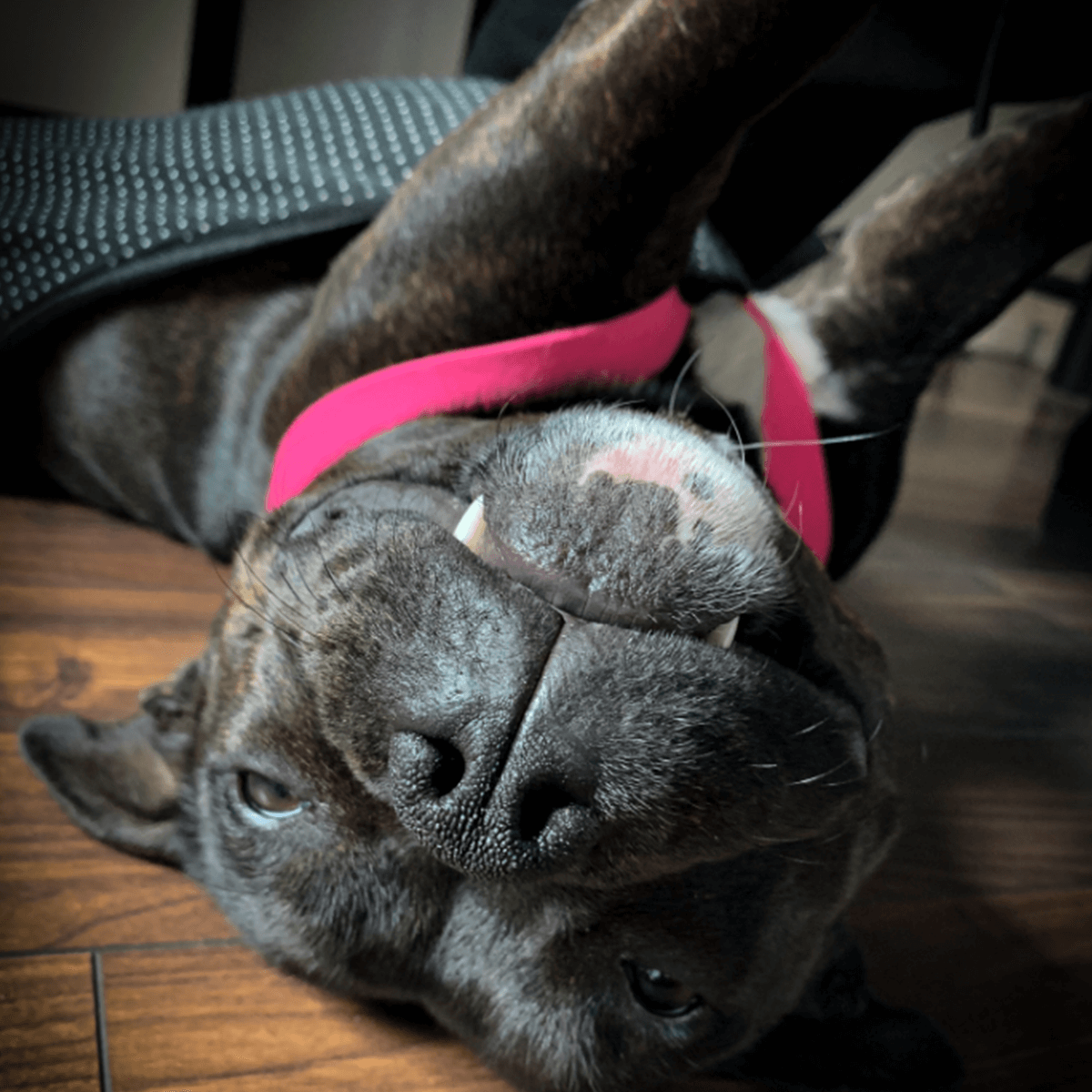 Staffordshire Bull Terrier 1935® Tikskydd med Hängslen - Maid