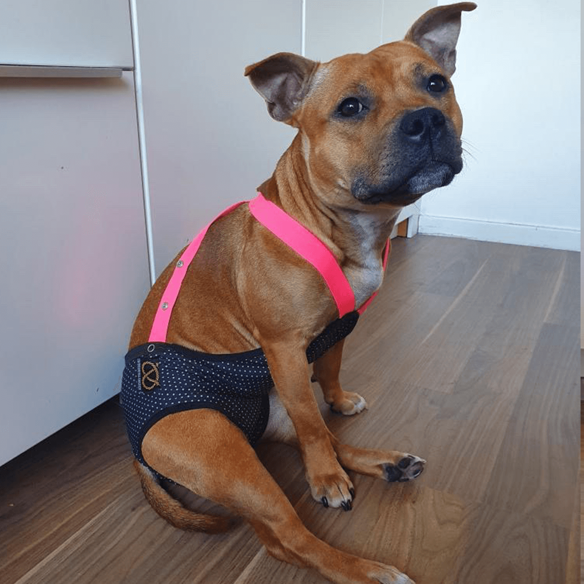 Staffordshire Bull Terrier 1935® Tikskydd med Hängslen - Maid