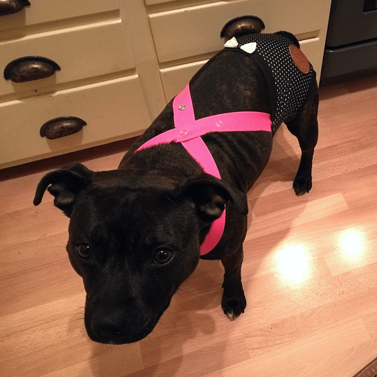 Staffordshire Bull Terrier 1935® Tikskydd med Hängslen - Maid