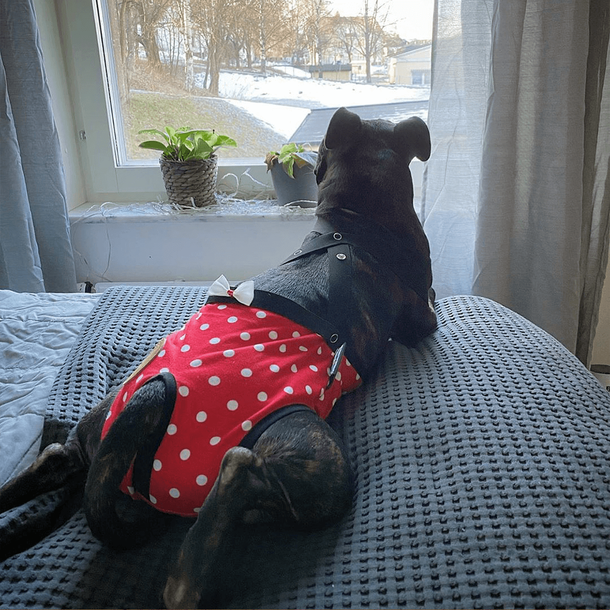Staffordshire Bull Terrier 1935® Tikskydd med Hängslen - Polka Dot
