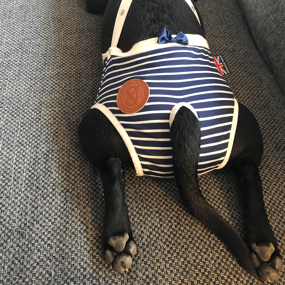 Staffordshire Bull Terrier 1935® Tikskydd med Hängslen - Sailor