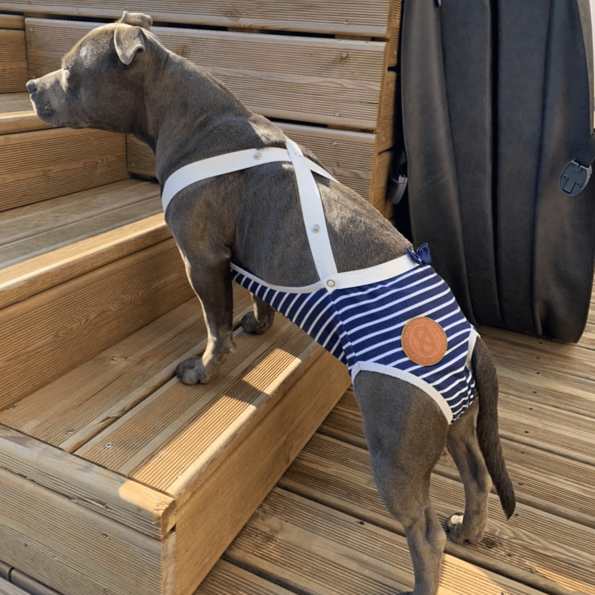 Staffordshire Bull Terrier 1935® Tikskydd med Hängslen - Sailor