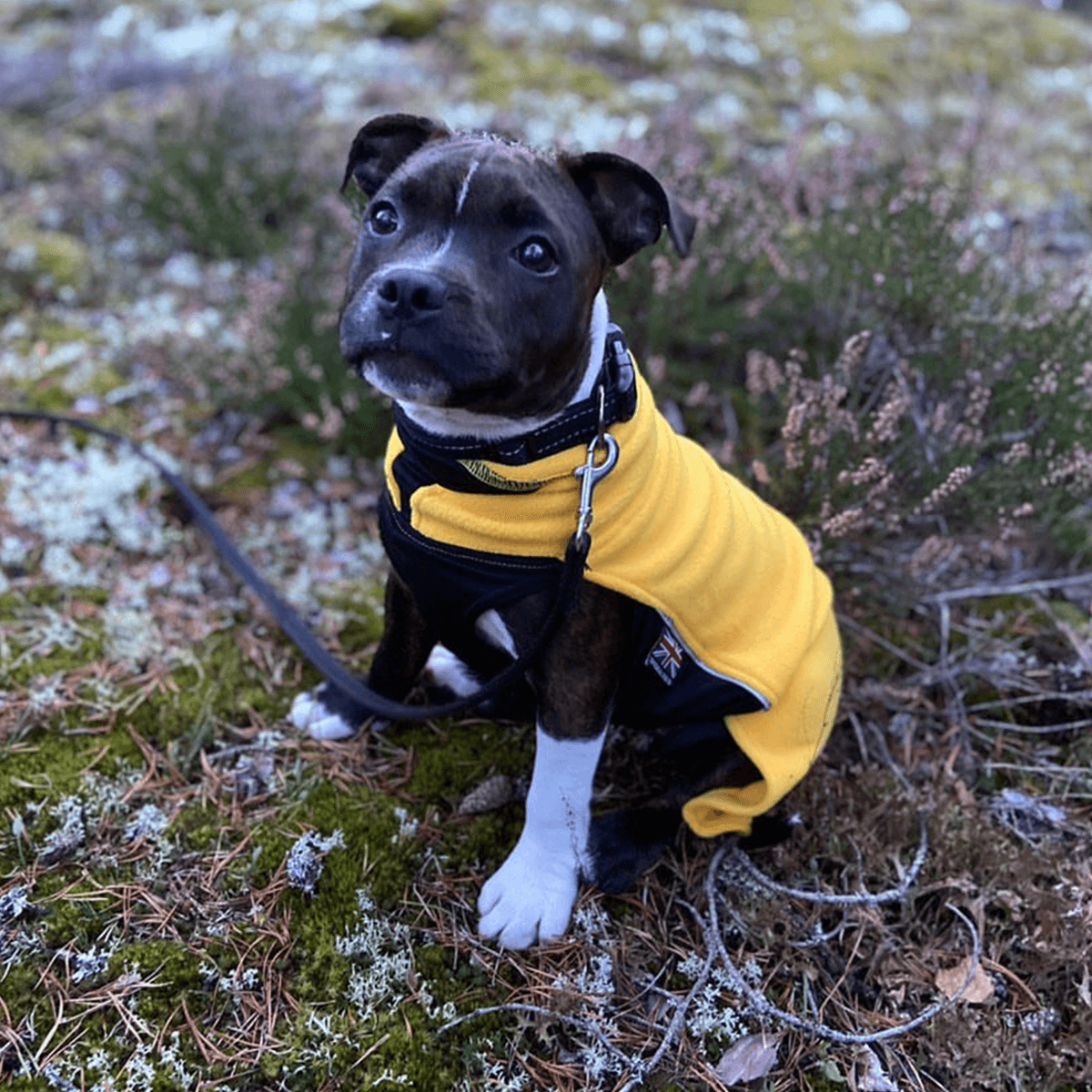 Staffordshire Bull Terrier 1935® Valp Fleecetäcke - Gul