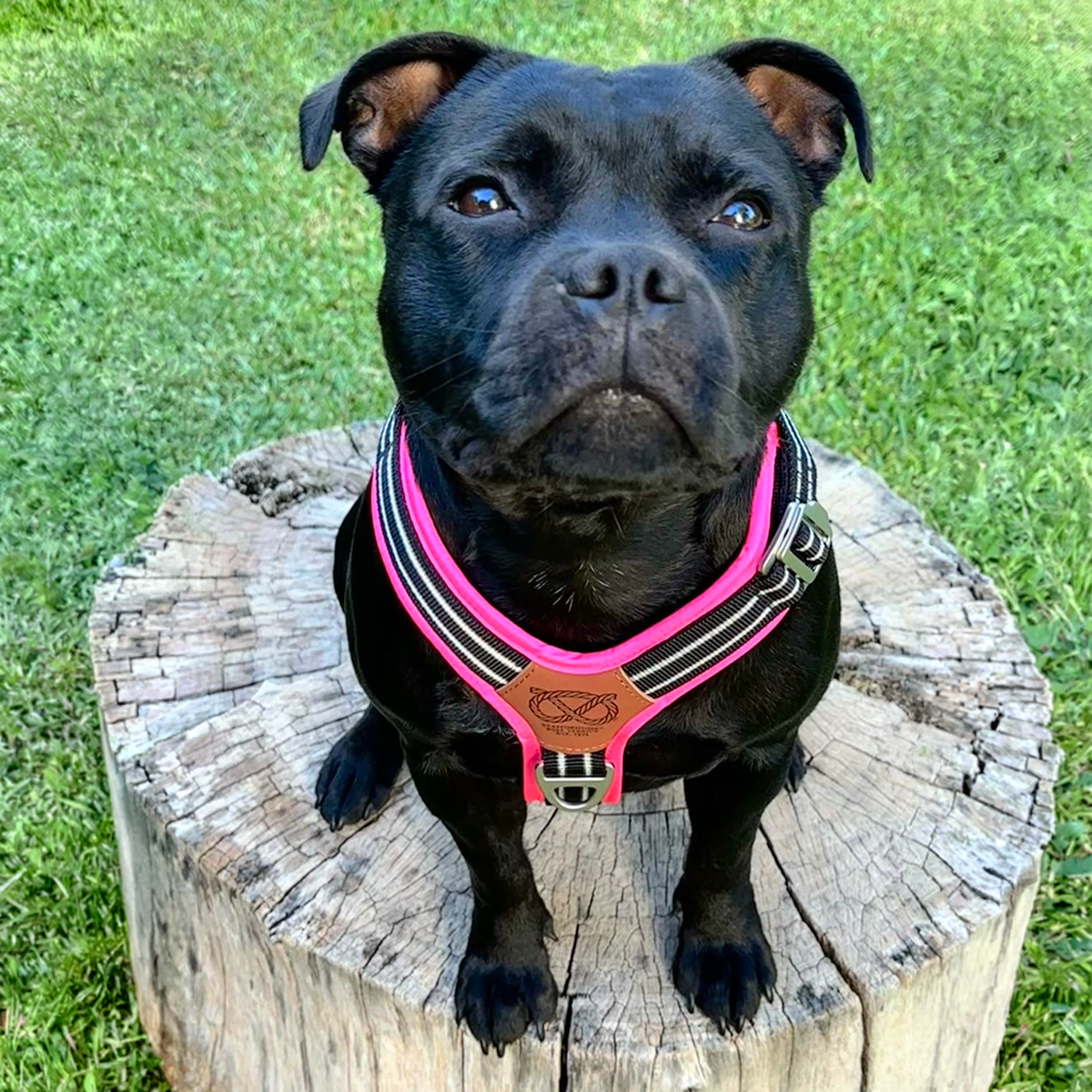 Staffordshire Bull Terrier 1935® Harness & Leash Set - Black & Neon Pink