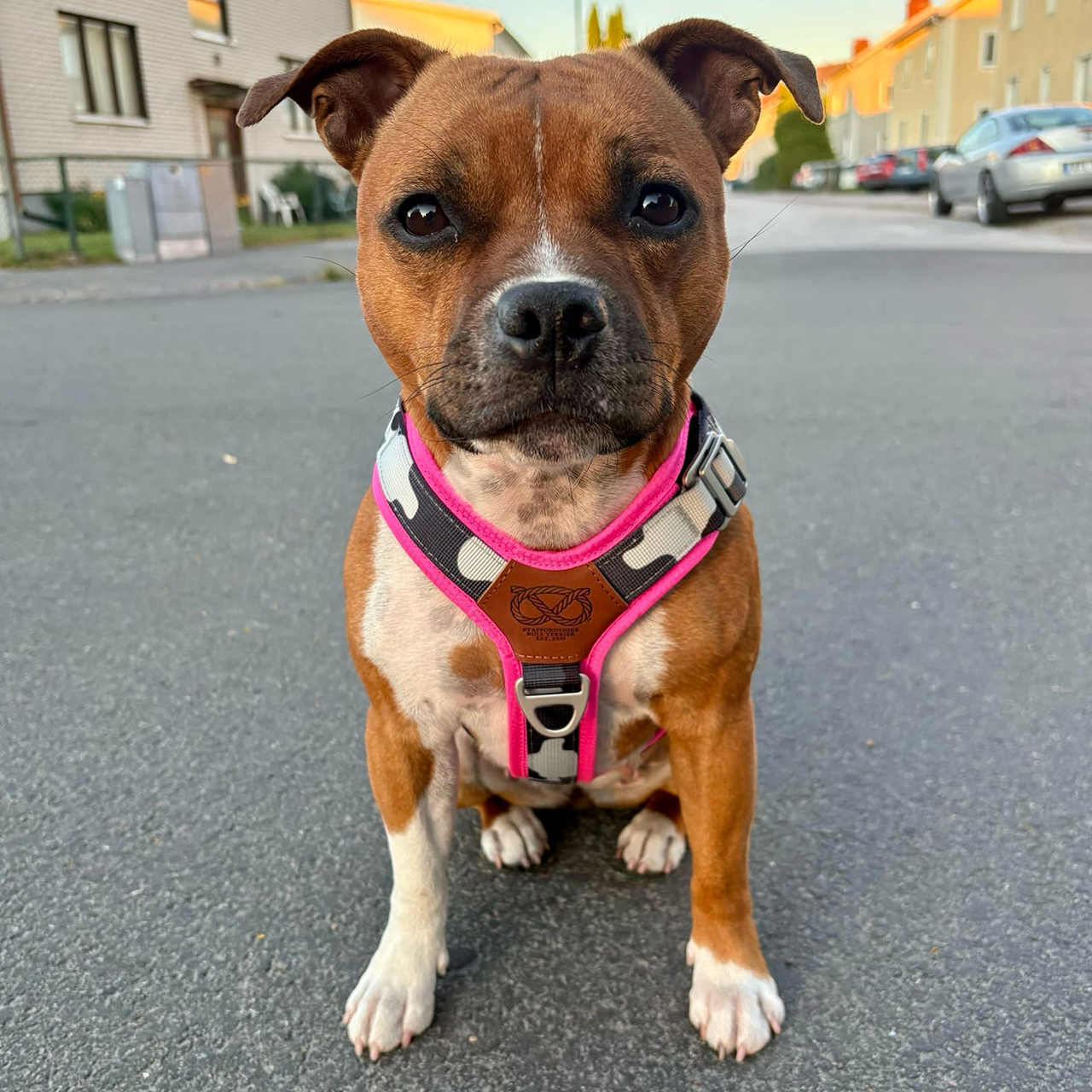Staffordshire Bull Terrier 1935® Harness & Leash Set - Night Camo & Neon Pink