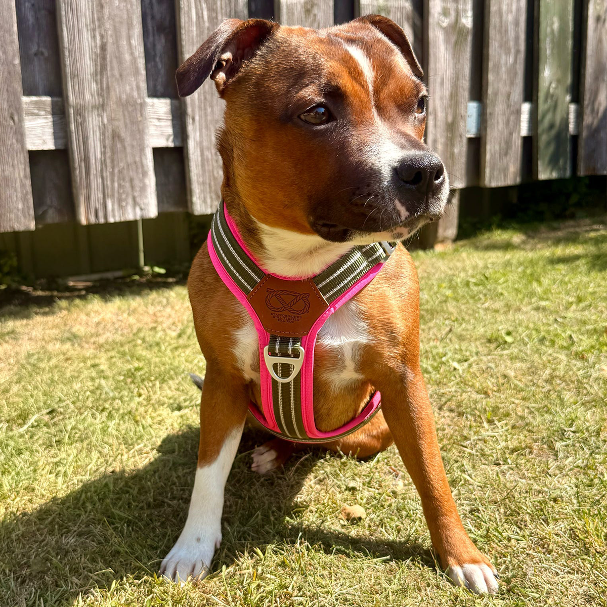 Staffordshire Bull Terrier 1935® Harness & Leash Set - Army Pink - Green & Neon Pink