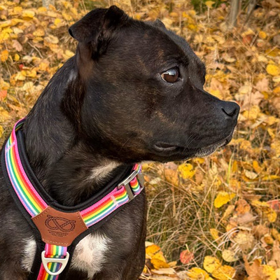 Staffordshire Bull Terrier 1935® Harness & Leash Set - Rainbow