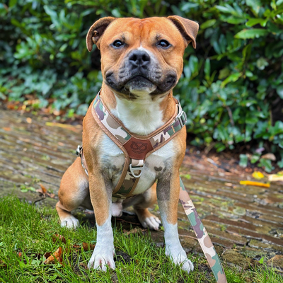 Staffordshire Bull Terrier 1935® Harness & Leash Set - Sand Camo