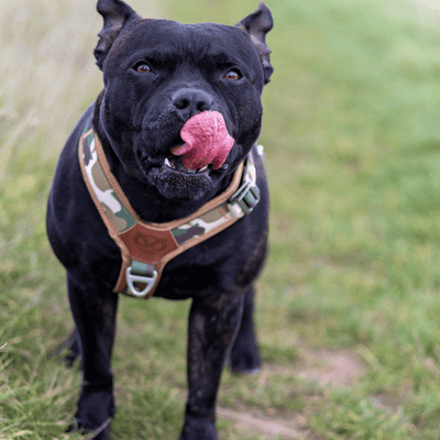 Staffordshire Bull Terrier 1935® Harness & Leash Set - Sand Camo