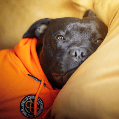 Staffordshire Bull Terrier 1935® Hoodies - Orange
