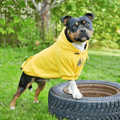 Staffordshire Bull Terrier 1935® Hoodies - Yellow