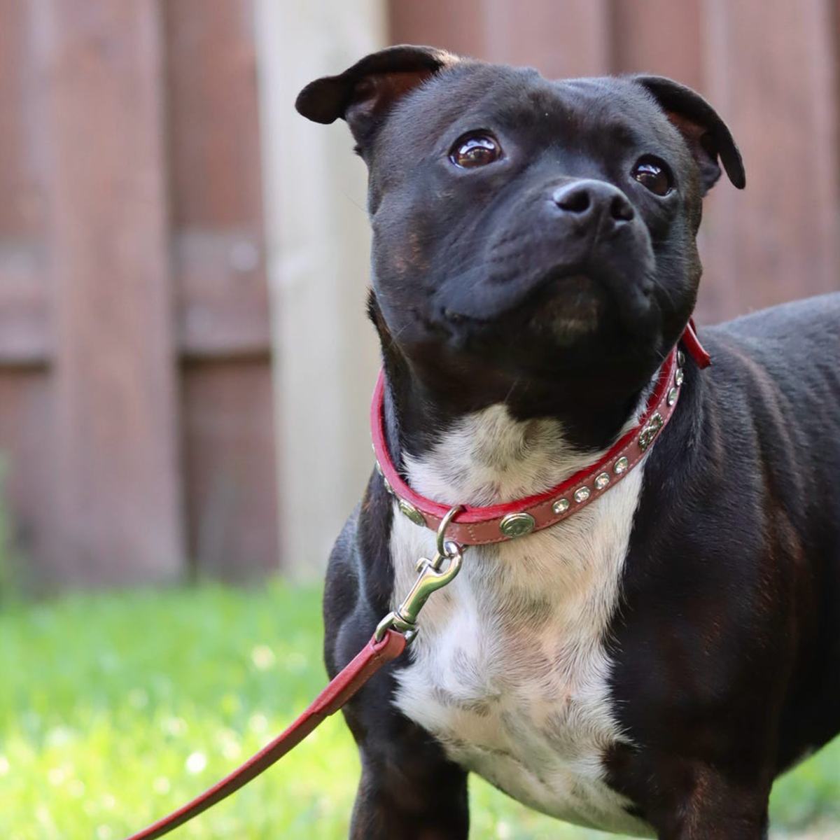 Staffordshire Bull Terrier 1935® Show Collar & Leash Set - Diamond - Baby Pink & Silver