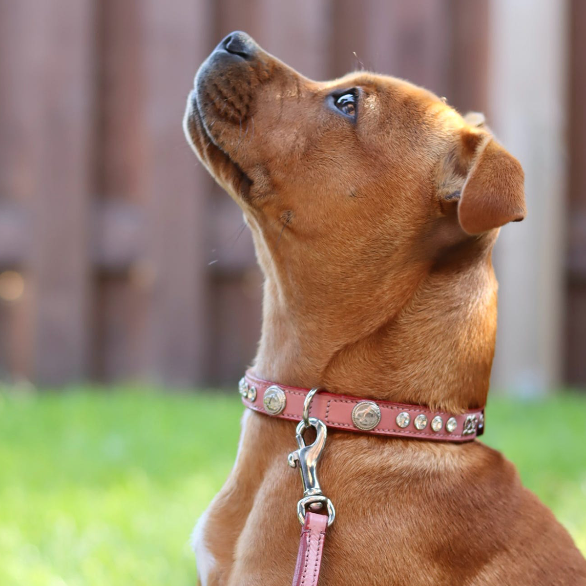 Staffordshire Bull Terrier 1935® Show Collar & Leash Set - Diamond - Baby Pink & Silver