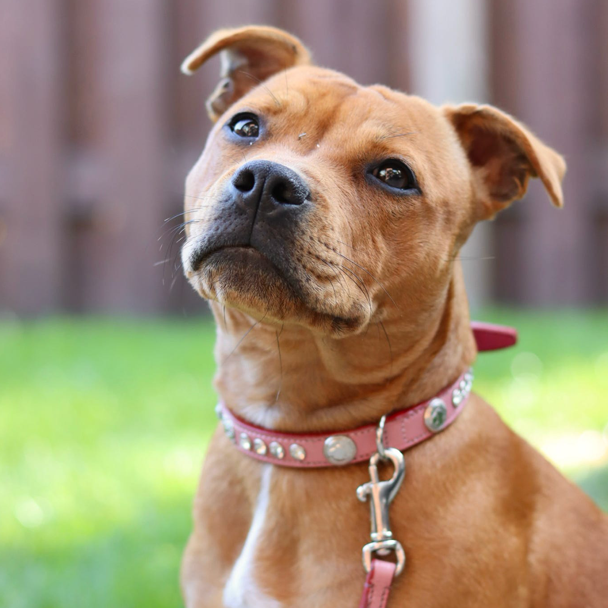 Staffordshire Bull Terrier 1935® Show Collar & Leash Set - Diamond - Baby Pink & Silver