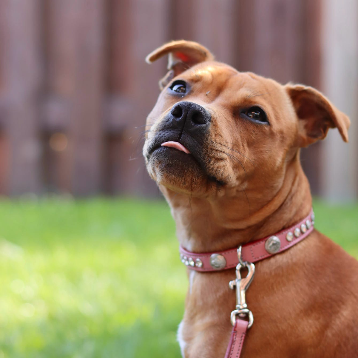 Staffordshire Bull Terrier 1935® Show Collar & Leash Set - Diamond - Baby Pink & Silver