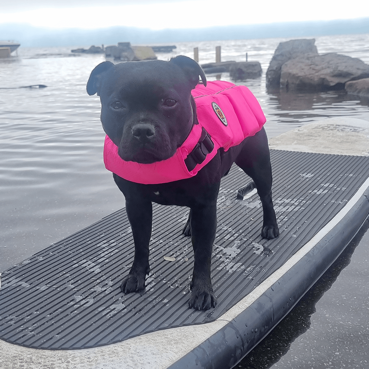 Staffordshire Bull Terrier 1935 Life Jacket