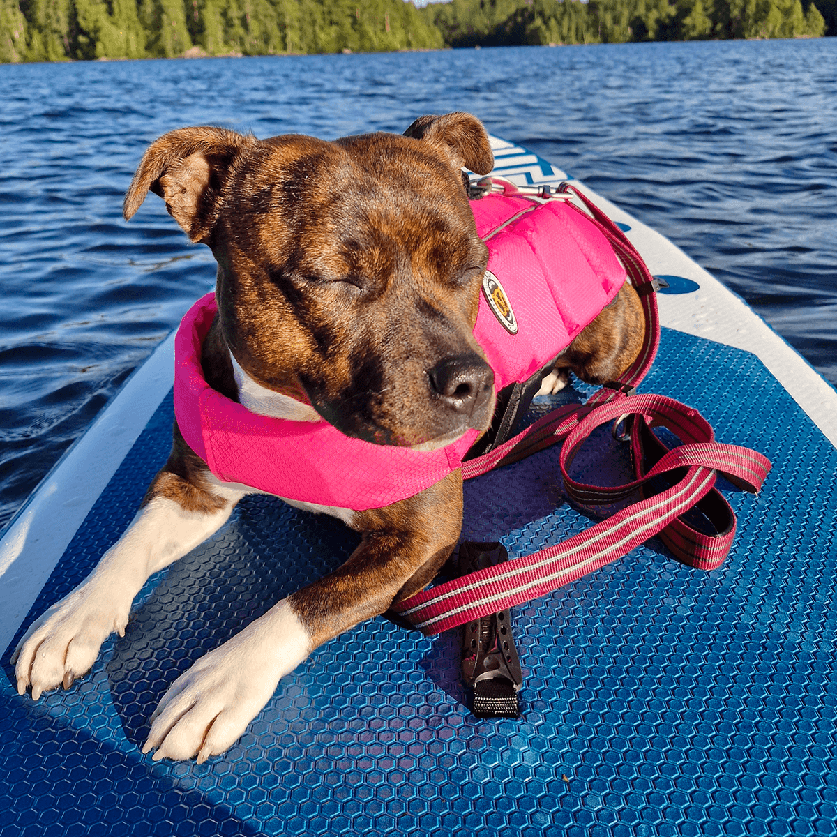 Staffordshire Bull Terrier 1935 Life Jacket