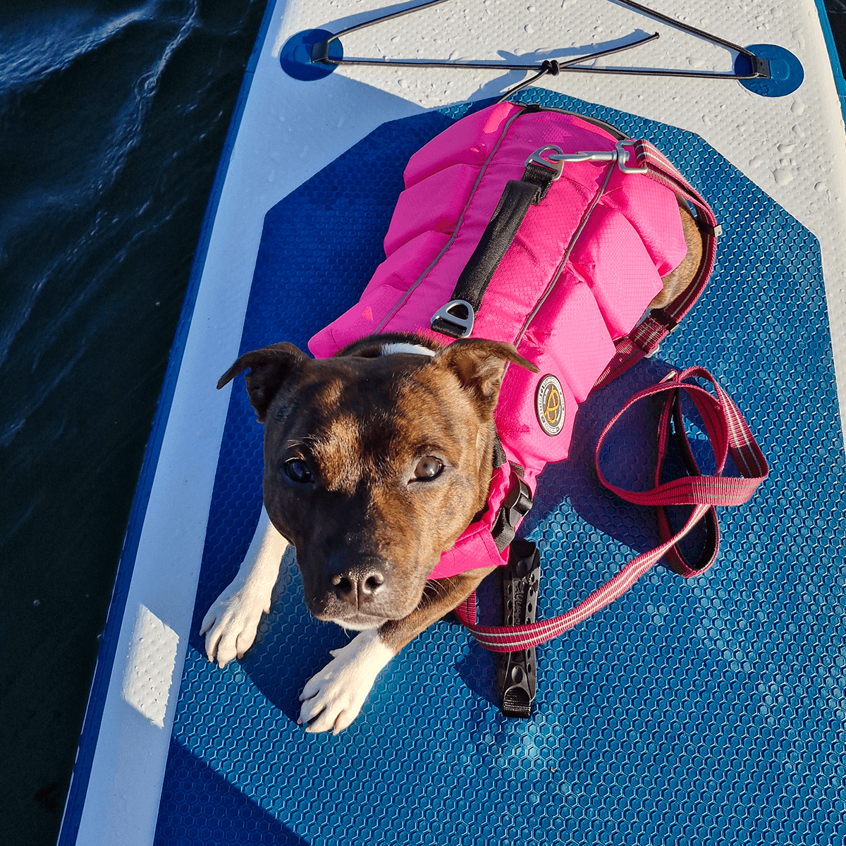 Staffordshire Bull Terrier 1935 Life Jacket