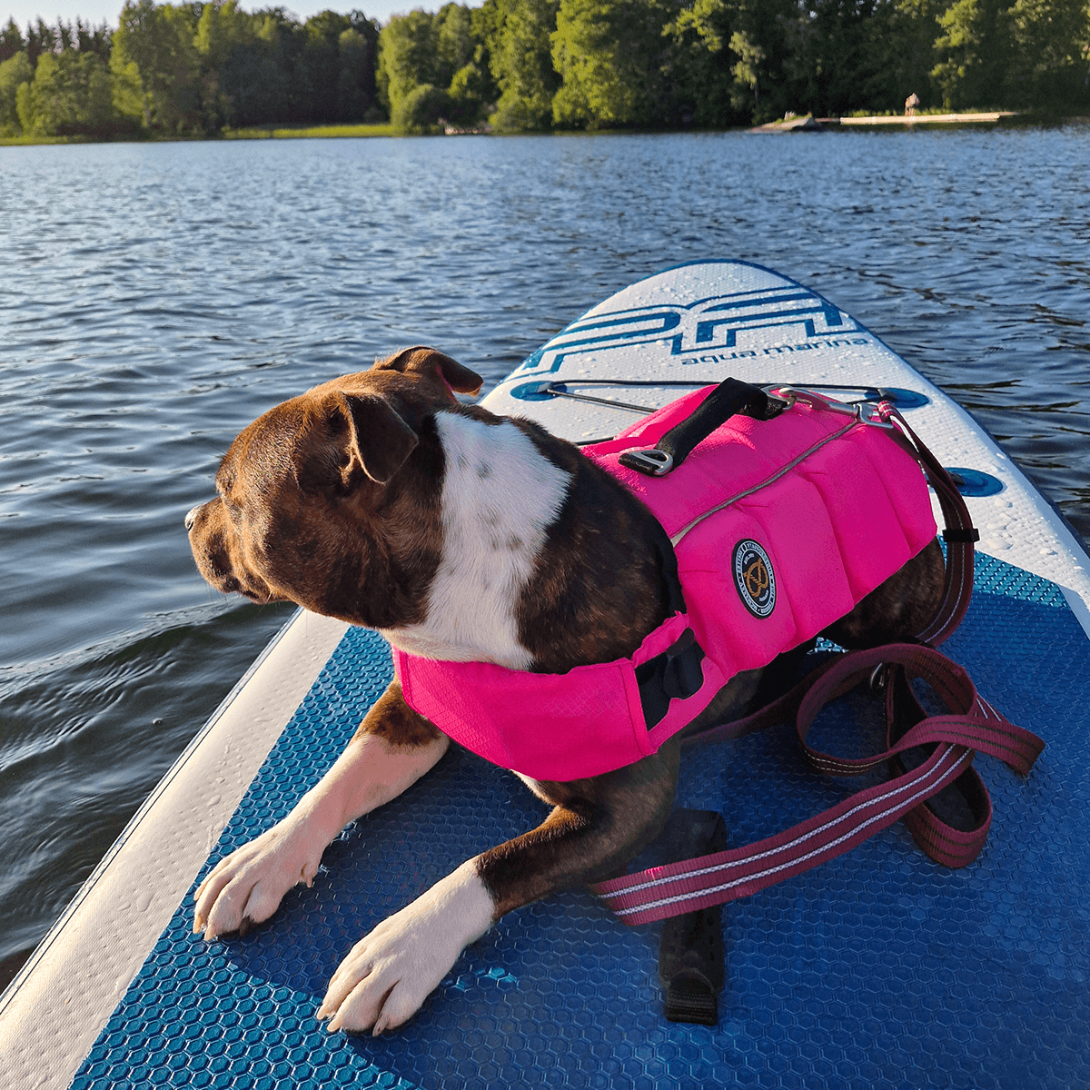 Staffordshire Bull Terrier 1935 Life Jacket