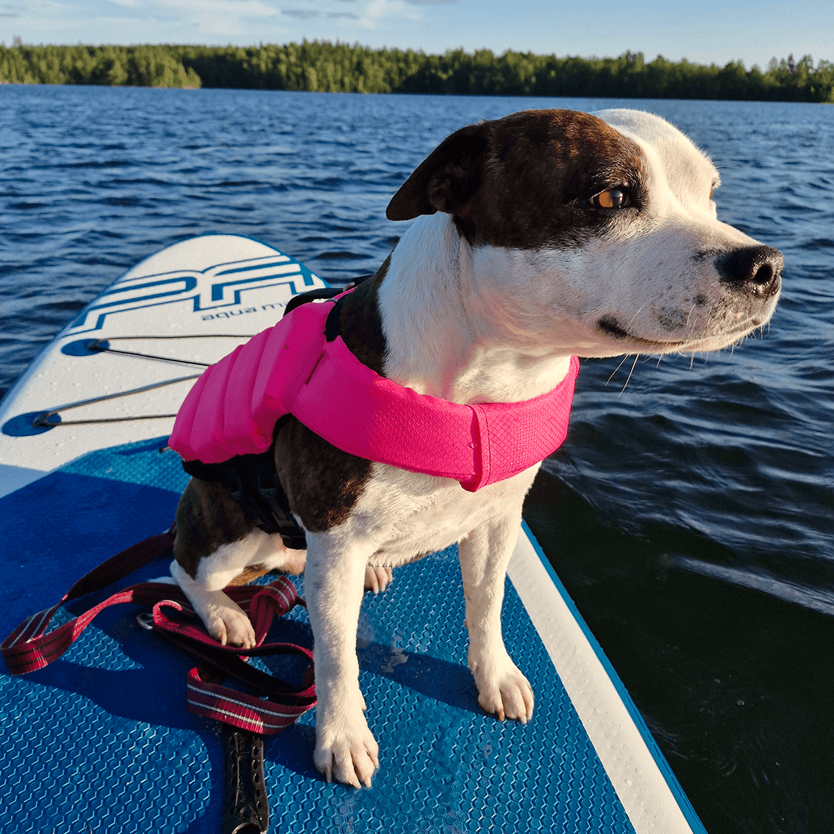 Staffordshire Bull Terrier 1935 Life Jacket