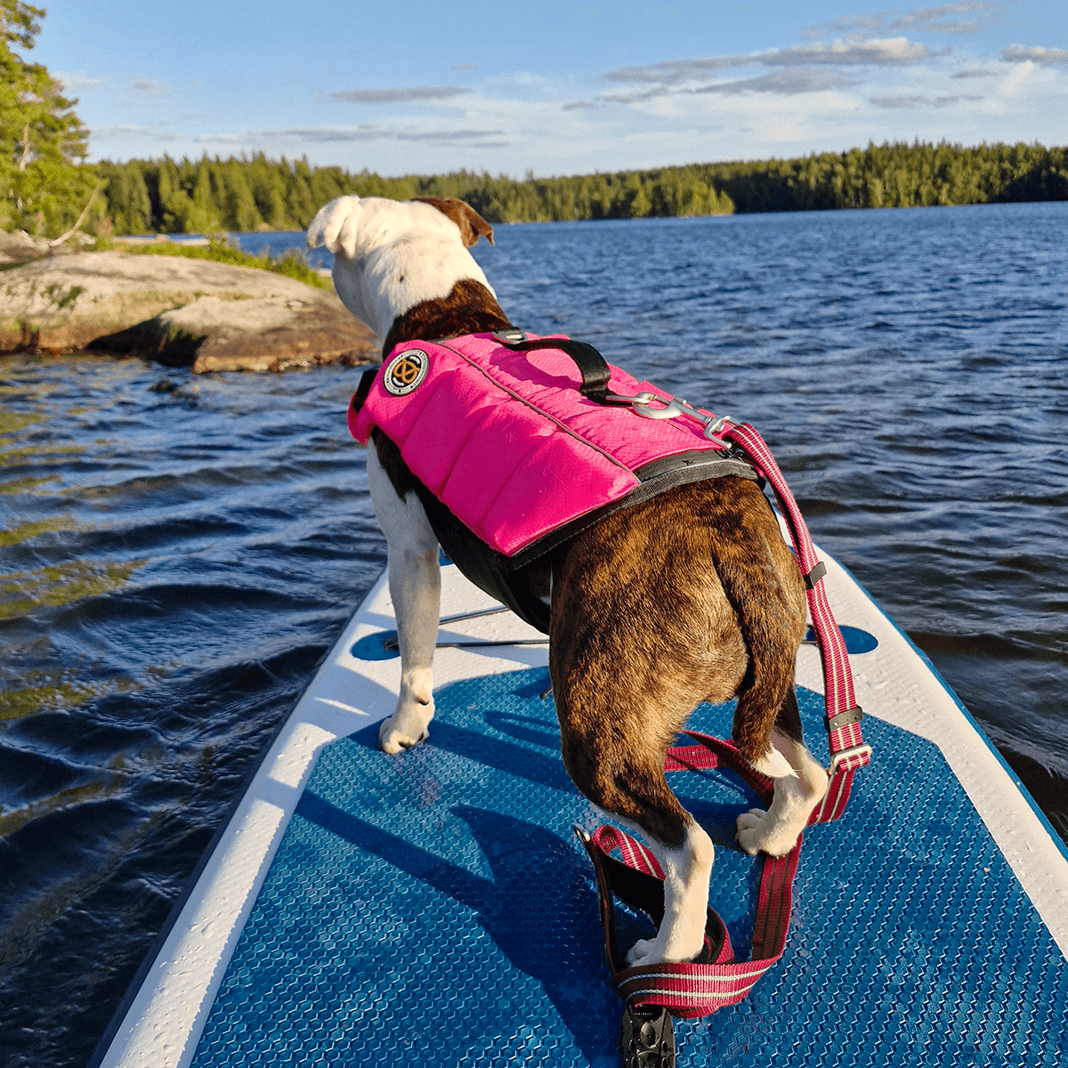 Staffordshire Bull Terrier 1935 Life Jacket