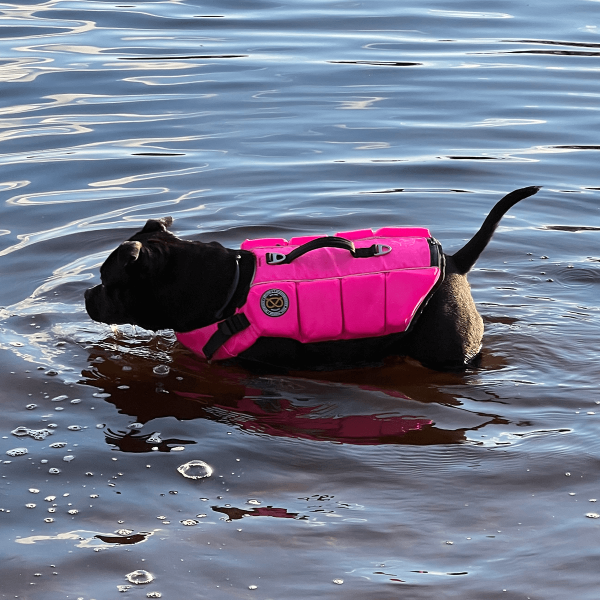 Staffordshire Bull Terrier 1935 Life Jacket