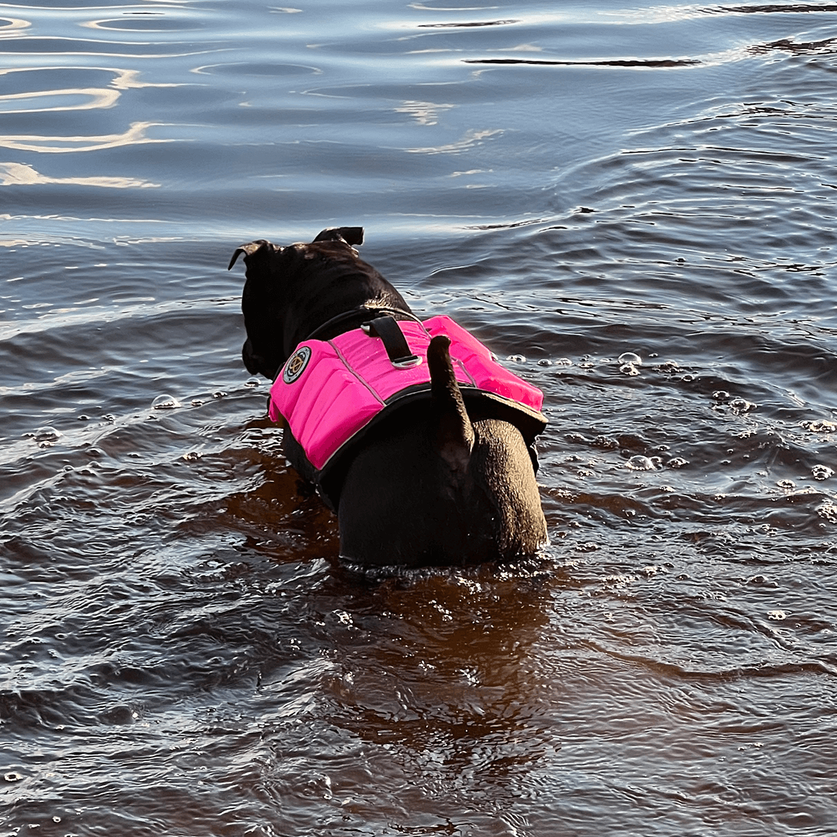 Staffordshire Bull Terrier 1935 Life Jacket