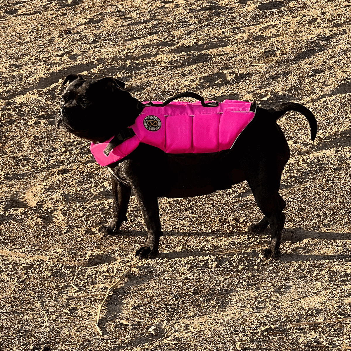 Staffordshire Bull Terrier 1935 Life Jacket